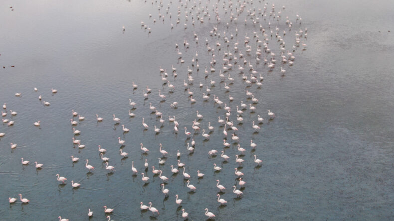 İran'daki G&ouml;l Kuruyunca T&uuml;rkiye'ye G&ouml;&ccedil; Başladı
