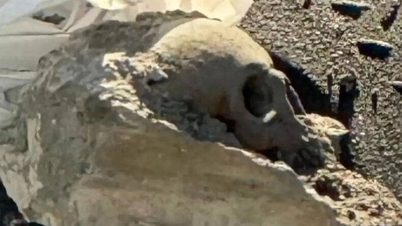 İskelede Bulunan Kafatası: Mafya Cinayeti İhtimali Yalanlandı