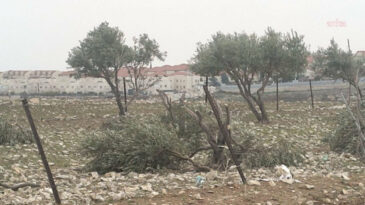İsrail, Binlerce Zeytin Ağacını S&ouml;kme Kararı Aldı