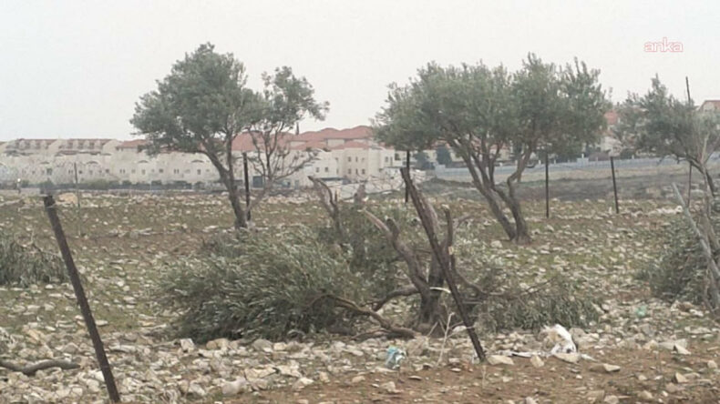 İsrail, Binlerce Zeytin Ağacını S&ouml;kme Kararı Aldı