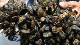 İstanbul'da Ka&ccedil;ak Midye Operasyonu: 2 Ton Tehlikeli Midye Ele Ge&ccedil;irildi