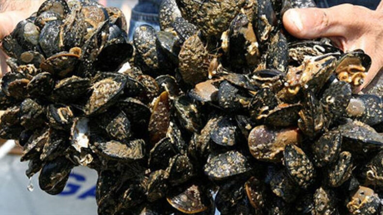 İstanbul'da Ka&ccedil;ak Midye Operasyonu: 2 Ton Tehlikeli Midye Ele Ge&ccedil;irildi