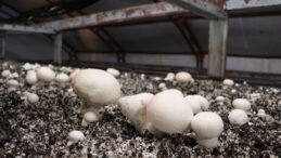 İstanbul&rsquo;daki işini bırakıp Erzurum&rsquo;da mantar &ccedil;iftliği kurdu: Yılda 80 ton &uuml;retiyor