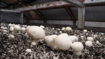 İstanbul&rsquo;daki işini bırakıp Erzurum&rsquo;da mantar &ccedil;iftliği kurdu: Yılda 80 ton &uuml;retiyor