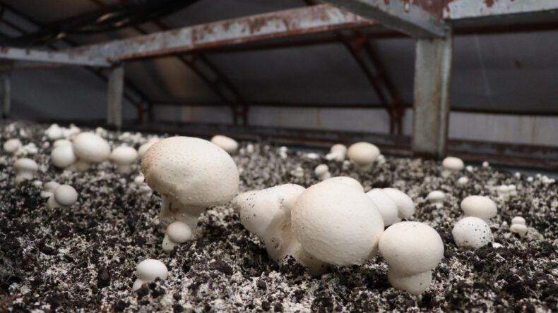 İstanbul’daki işini bırakıp Erzurum’da mantar çiftliği kurdu: Yılda 80 ton üretiyor