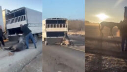 Kamyonetin arkasında s&uuml;r&uuml;klenen atla ilgili valilikten a&ccedil;ıklama