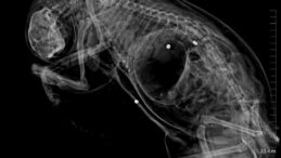 Kedilere Kurşun Yağdıran Kişiye Hapis Cezası İstemi