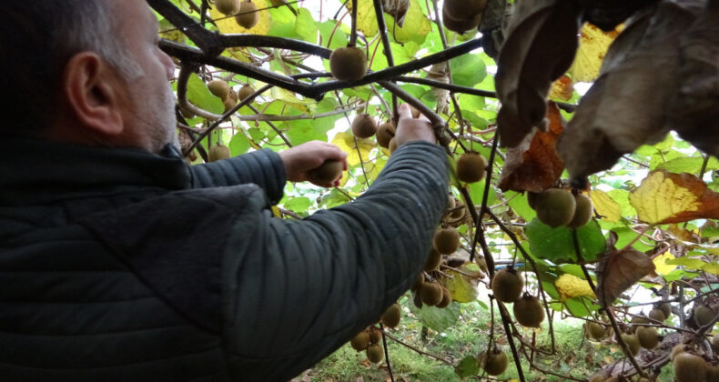 Kivi Üreticilerinden İran'a Tepki