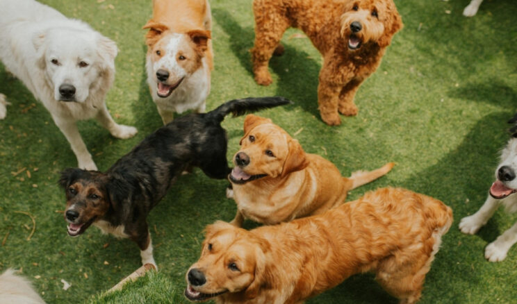 Köpeklerin Evriminde Çığır Açan Araştırma