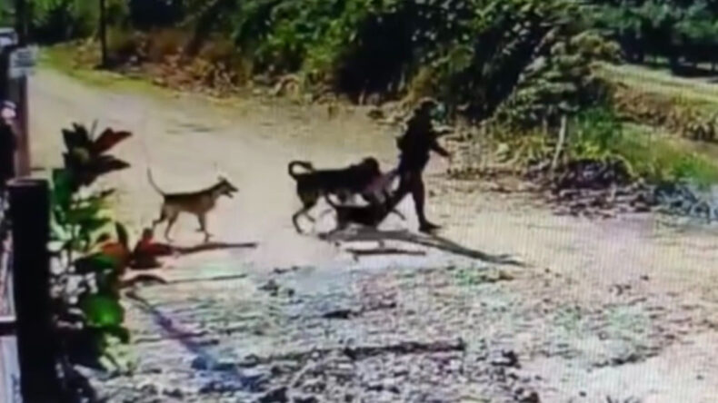 K&ouml;peklerle Geldi, K&ouml;peği &Ccedil;alıp Ka&ccedil;tı
