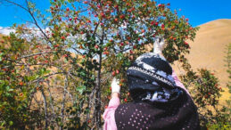 K&ouml;yl&uuml;ler 'Bin derde deva' diyor: Hasat başladı