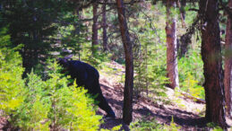 Köylüler Hasada Başladı, Kilosu 500 TL