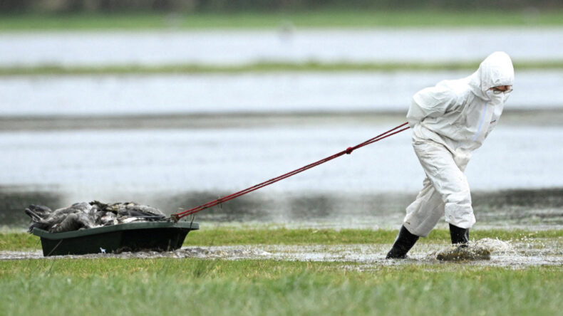 Kuş Gribi Krizi: 2 Milyon Hayvan İtlaf Edildi