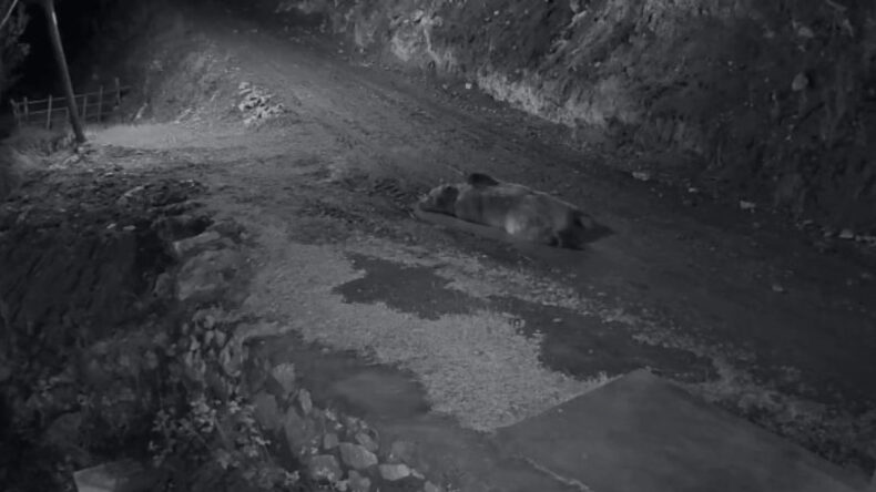 Mahalledeki Ayı Kabusu: Evlerde Yiyecek Arıyor