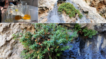 Malatya'ya &Ouml;zg&uuml; Şifa Kaynağı! Kantarondan Daha Etkili