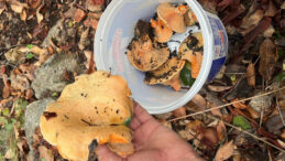 Mantar Toplamak İ&ccedil;in Gitti, Kayıp Oldu