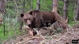 Mantar Toplayan İmama Ayı Saldırdı