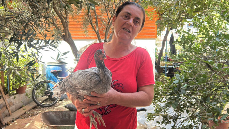 Mavi Yumurtlayan Tavuklarına Özen Gösteriyor