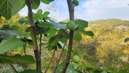 Mevsimsel Dengesizlik Meyve Verimini Etkiliyor