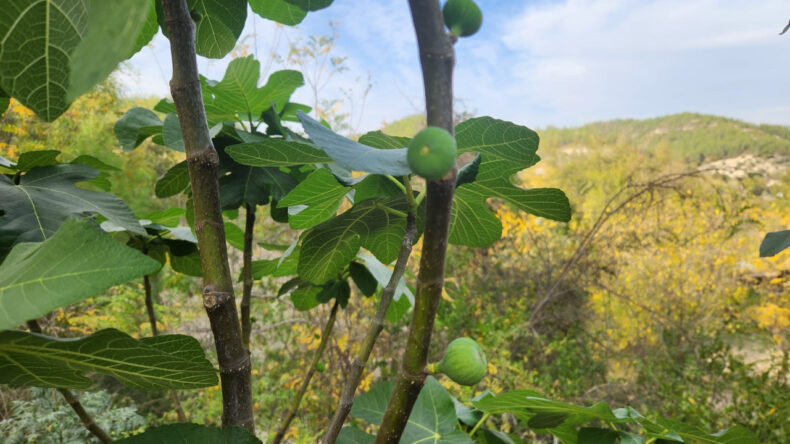 Mevsimsel Dengesizlik Meyve Verimini Etkiliyor