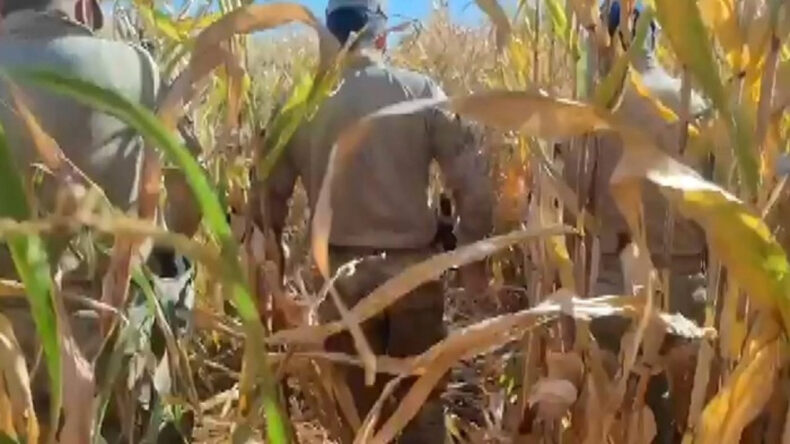 Mısır Tarlasında Patlayıcı Madde Operasyonu: 9 G&ouml;zaltı