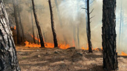 Muğla'da Orman Yangını: Ekipler Hızla M&uuml;dahale Etti