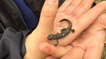 Nadir Rastlanan Benekli Semender Van'da G&ouml;r&uuml;nt&uuml;lendi