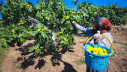 Narenciyede Kayıp B&uuml;y&uuml;yor