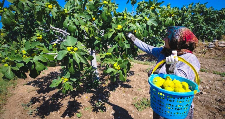 Narenciyede Kayıp Büyüyor