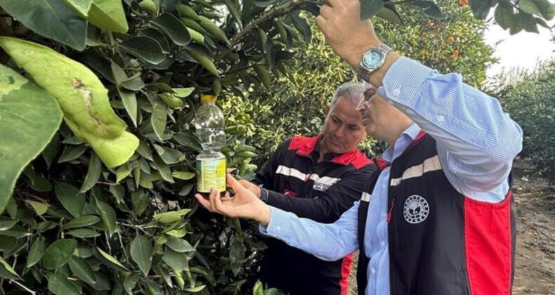 Narenciyede Meyve Sineği Kabusu