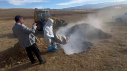 Ne İnsani Ne Güvenli: Hayvanlar Canlı Canlı Gömüldü