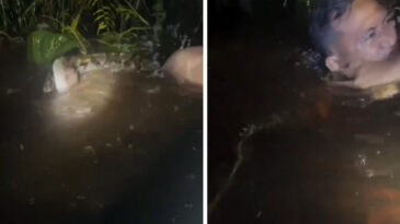 Nehirde Korku Dolu Anlar: Az Kalsın Pitonun Yemeği Oluyordu
