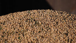 Nohut İthalatında G&ouml;zetim Uygulaması Sonlandırıldı