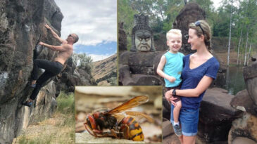 Okul M&uuml;d&uuml;r&uuml; ve Oğlu, Dev Eşek Arıları Tarafından Hayatını Kaybetti