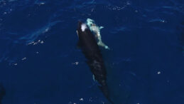 Okyanusta Şaşırtan Görüntüler: Katil Balinalar, Köpek Balığını Avladı