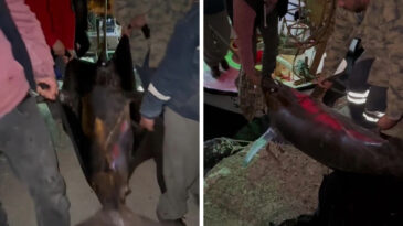 Oltaya Takıldı, Tam 115 Kilo: 65 Bin TL'ye Sattık