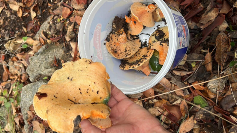 Ormandan Topladığı Mantarın Faturası Ağız Dolaşımında