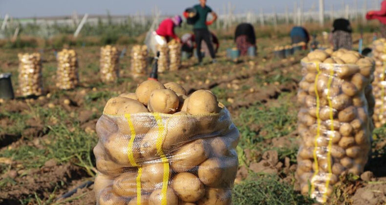 Patates Zam Şampiyonu: Tarlada 5, Markette 25 Lira