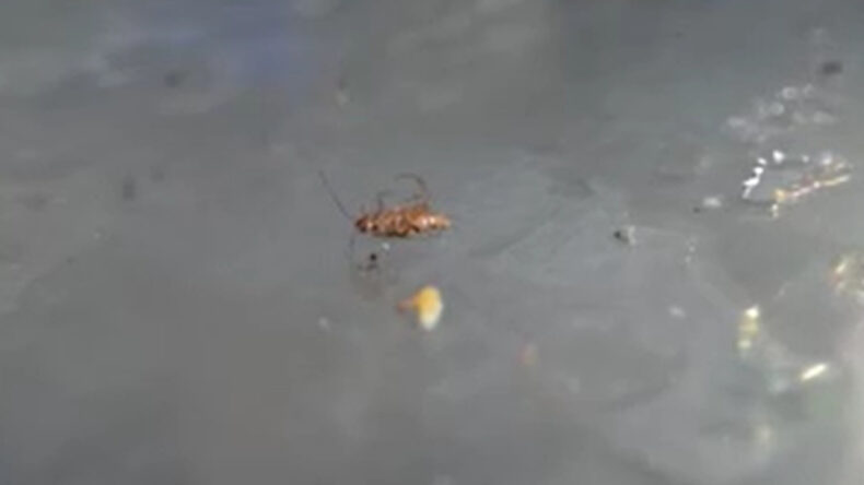 Pislik İ&ccedil;indeki Mutfakta Kokmuş Etler ve Her Yerde B&ouml;cekler…