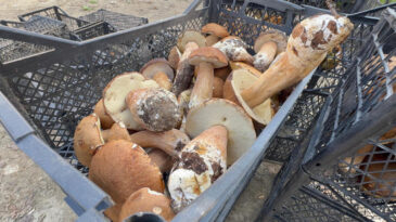 Pop&uuml;lasyon Azaldı, Mantar Fiyatları 500 Liraya Ulaştı