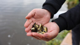 Porsuk &Ccedil;ayı&rsquo;na 5 Bin Aylı Sazan Bırakıldı