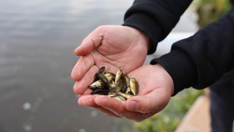 Porsuk Çayı’na 5 Bin Aylı Sazan Bırakıldı