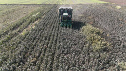 "Beyaz altın"da son hasat tamamlandı: Fiyatı tarlada 25 liraya geriledi