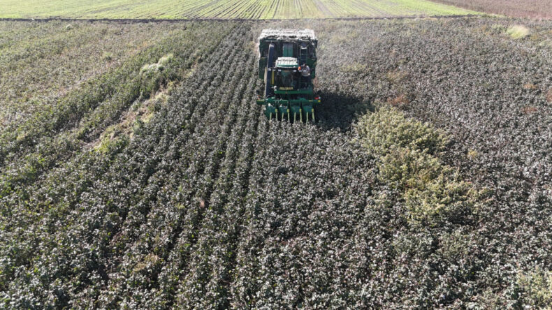 "Beyaz altın"da son hasat tamamlandı: Fiyatı tarlada 25 liraya geriledi