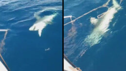 Rızkının Yarısını K&ouml;pek Balığı Yedi: Bir Saat Boğuştular