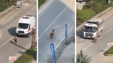 Sahibinin Elinden Ka&ccedil;an İnek Trafiği Alt &Uuml;st Etti