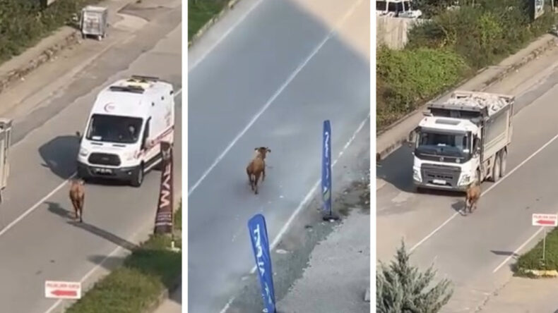 Sahibinin Elinden Kaçan İnek Trafiği Alt Üst Etti