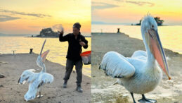 Sahile &Ccedil;ıkan Pelikanı, Balıkla Beslediler