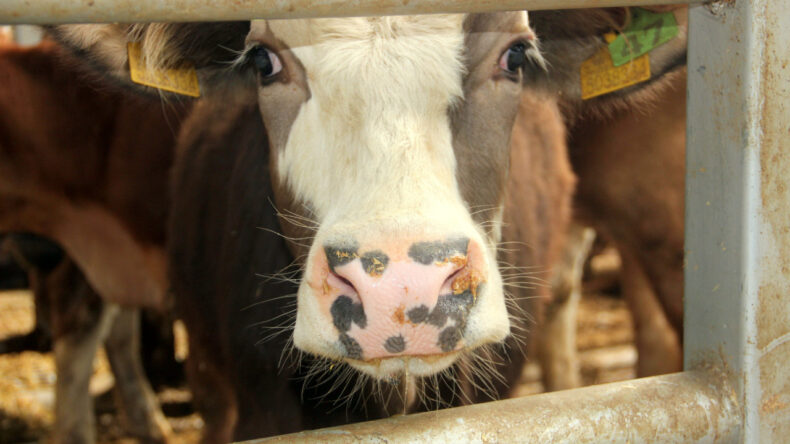 Salgın Devam Ediyor: Yerleşim Yerleri Karantinaya Alındı