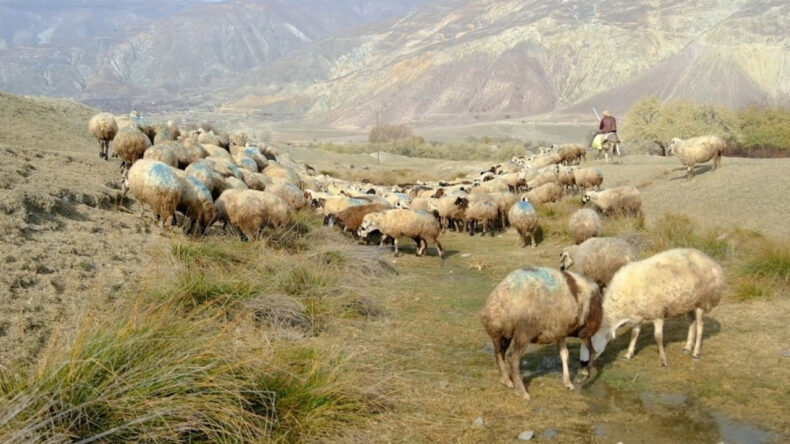 Şap Hastalığından &Ouml;len Hayvanlar Koyunların Merasına Bırakıldı